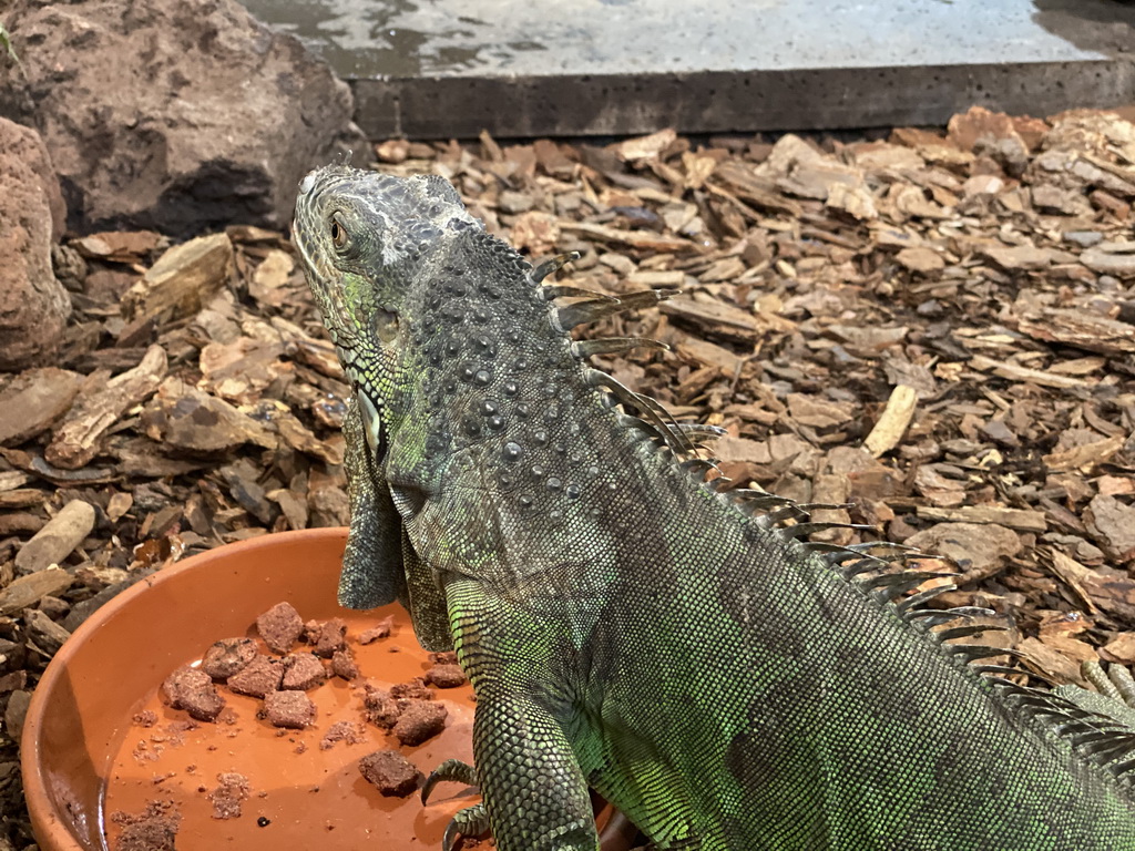 Rhinoceros Iguana at the upper floor of the Reptielenhuis De Aarde zoo