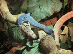 Blue-spotted Tree Monitor at the upper floor of the Reptielenhuis De Aarde zoo