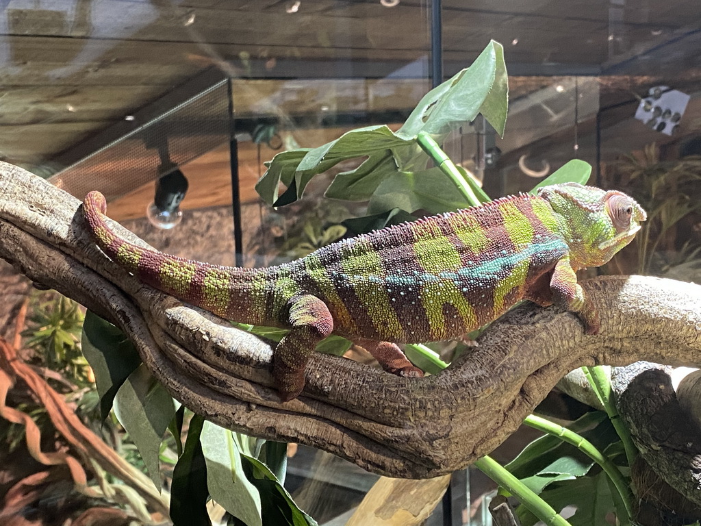 Panther Chameleon at the upper floor of the Reptielenhuis De Aarde zoo