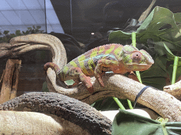 Panther Chameleon at the upper floor of the Reptielenhuis De Aarde zoo