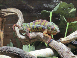 Panther Chameleon at the upper floor of the Reptielenhuis De Aarde zoo