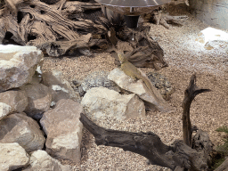 Leopard Tortoises and Bearded Dragon at the lower floor of the Reptielenhuis De Aarde zoo