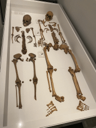 Skeletons of plague victims at the `Ziek & Gezond - Collectielab` exhibition in Room 3 at the Ground Floor of the Stedelijk Museum Breda