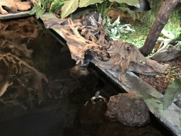 Red-eared Sliders at the lower floor of the Reptielenhuis De Aarde zoo