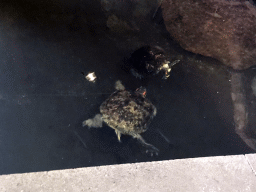 Red-eared Sliders at the lower floor of the Reptielenhuis De Aarde zoo