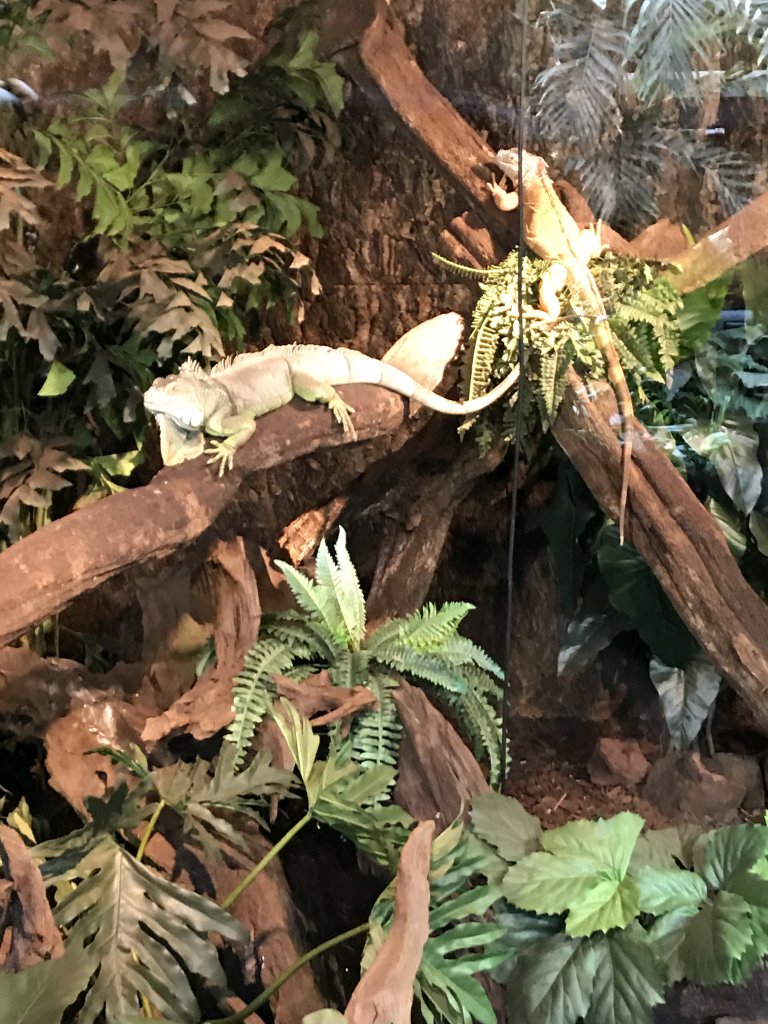 Lizards at the lower floor of the Reptielenhuis De Aarde zoo