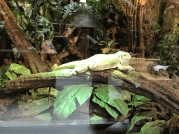 Lizard at the lower floor of the Reptielenhuis De Aarde zoo