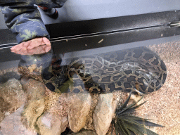 Max with an Indian Python at the lower floor of the Reptielenhuis De Aarde zoo