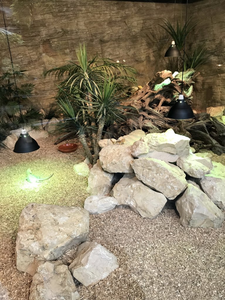 Bearded Dragons at the lower floor of the Reptielenhuis De Aarde zoo