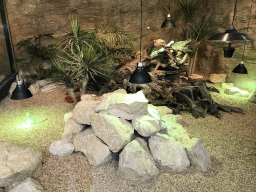 Bearded Dragons at the lower floor of the Reptielenhuis De Aarde zoo