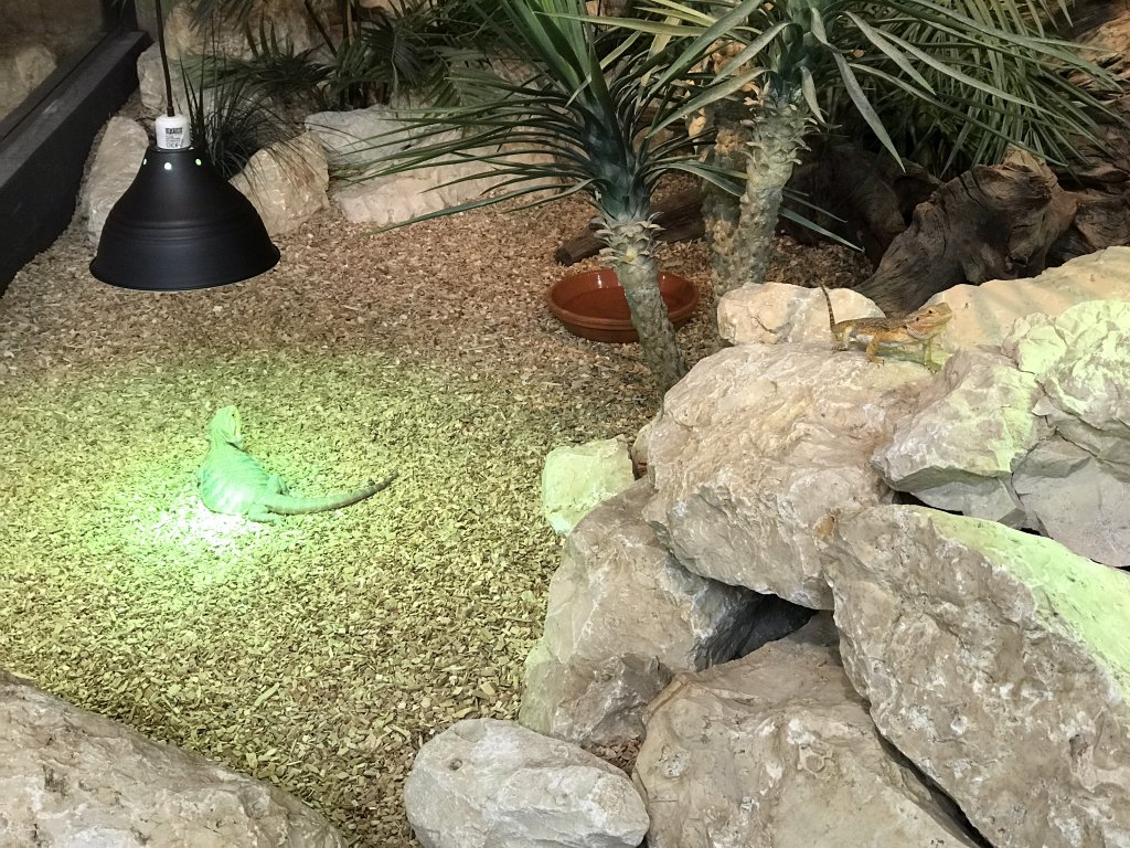 Bearded Dragons at the lower floor of the Reptielenhuis De Aarde zoo