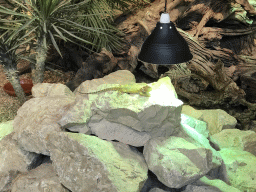 Bearded Dragon at the lower floor of the Reptielenhuis De Aarde zoo