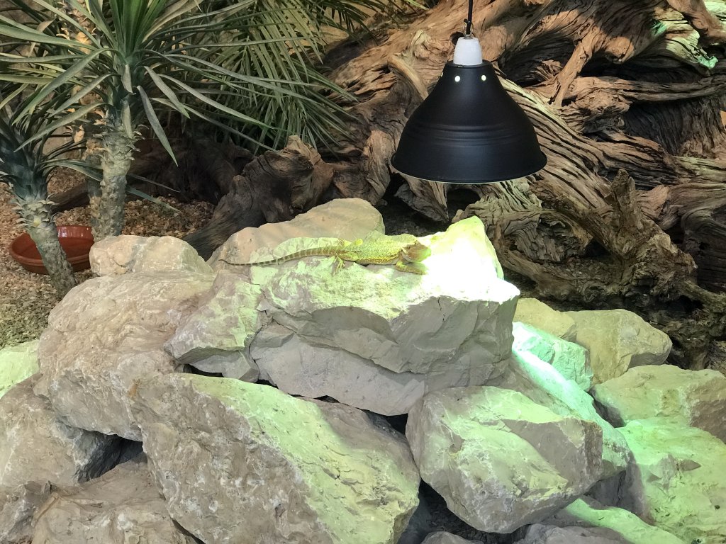 Bearded Dragon at the lower floor of the Reptielenhuis De Aarde zoo