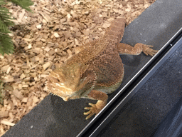 Bearded Dragon at the lower floor of the Reptielenhuis De Aarde zoo