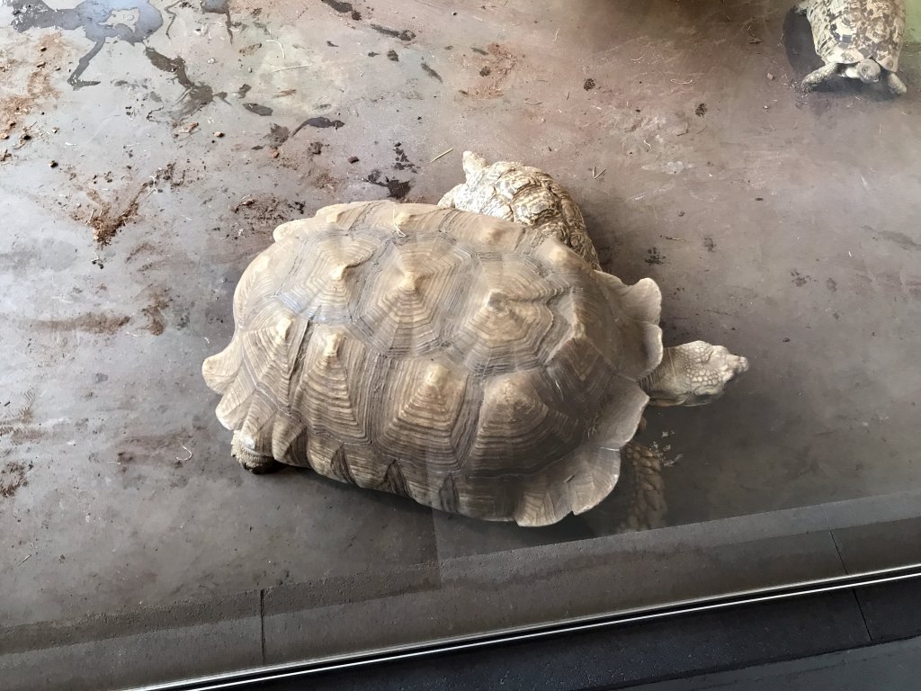 African Spurred Tortoise and Leopard Tortoises at the lower floor of the Reptielenhuis De Aarde zoo