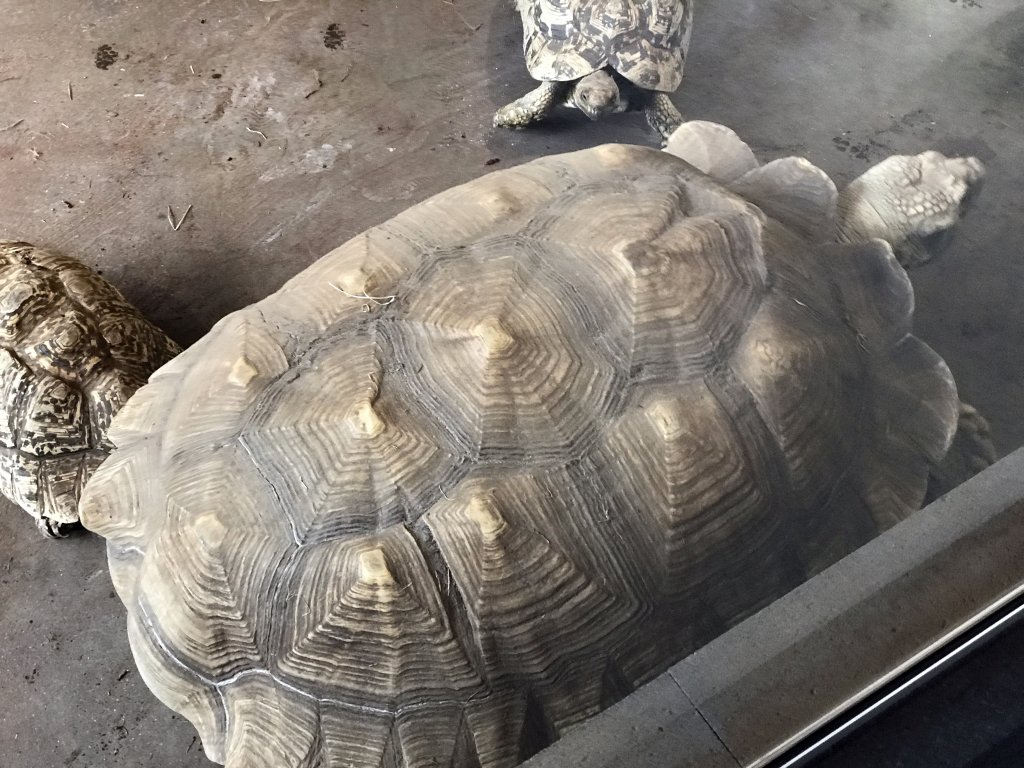 African Spurred Tortoise and Leopard Tortoises at the lower floor of the Reptielenhuis De Aarde zoo