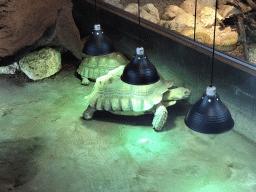 African Spurred Tortoises at the lower floor of the Reptielenhuis De Aarde zoo