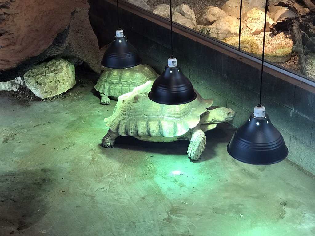 African Spurred Tortoises at the lower floor of the Reptielenhuis De Aarde zoo