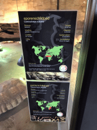 Explanation on the African Spurred Tortoise and the Leopard Tortoise at the lower floor of the Reptielenhuis De Aarde zoo