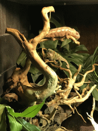 Chameleons at the lower floor of the Reptielenhuis De Aarde zoo