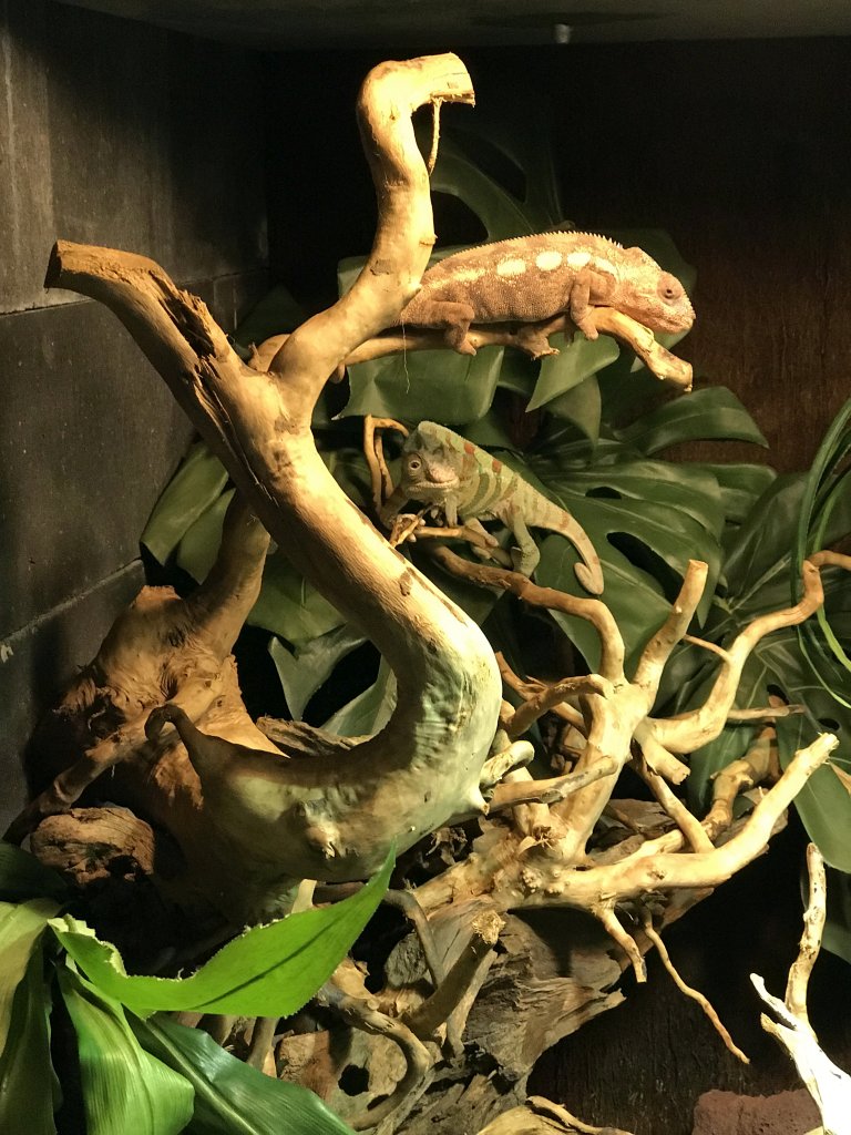 Chameleons at the lower floor of the Reptielenhuis De Aarde zoo