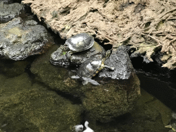 Red-eared Sliders at the lower floor of the Reptielenhuis De Aarde zoo