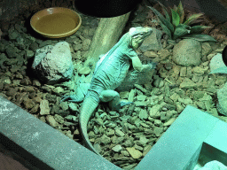 Rhinoceros Iguana at the upper floor of the Reptielenhuis De Aarde zoo