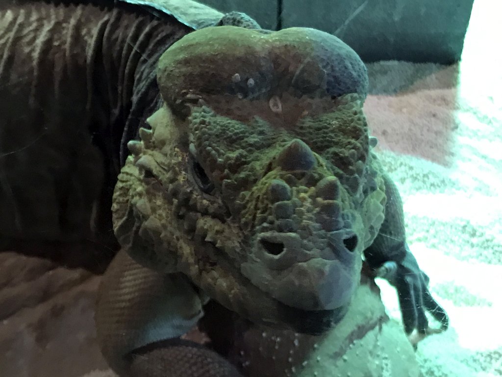 Rhinoceros Iguana at the upper floor of the Reptielenhuis De Aarde zoo