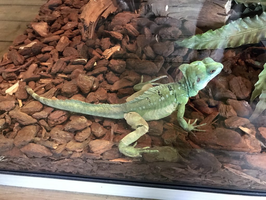 Lizard at the lower floor of the Reptielenhuis De Aarde zoo