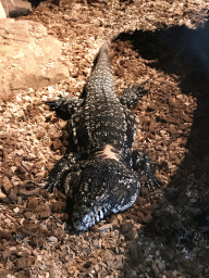 Argentine Black and White Tegu at the upper floor of the Reptielenhuis De Aarde zoo