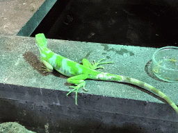 Fiji Banded Iguana at the upper floor of the Reptielenhuis De Aarde zoo