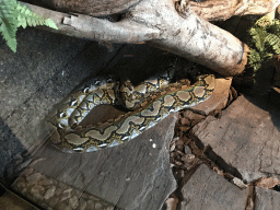 Reticulated Python at the upper floor of the Reptielenhuis De Aarde zoo