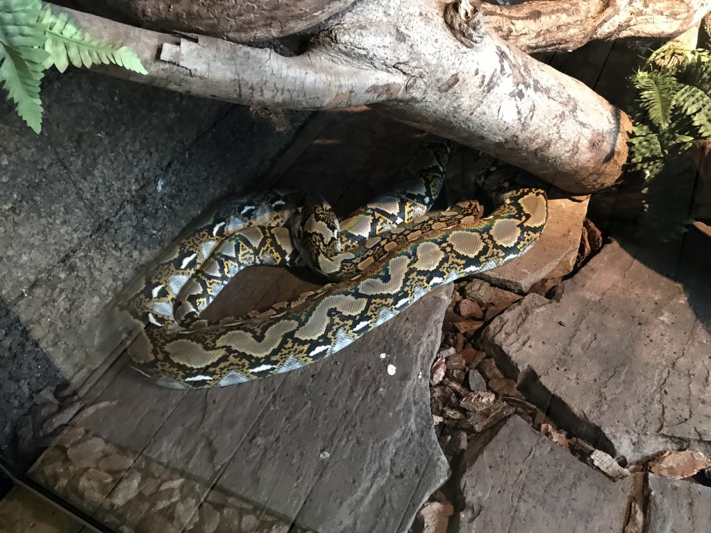 Reticulated Python at the upper floor of the Reptielenhuis De Aarde zoo