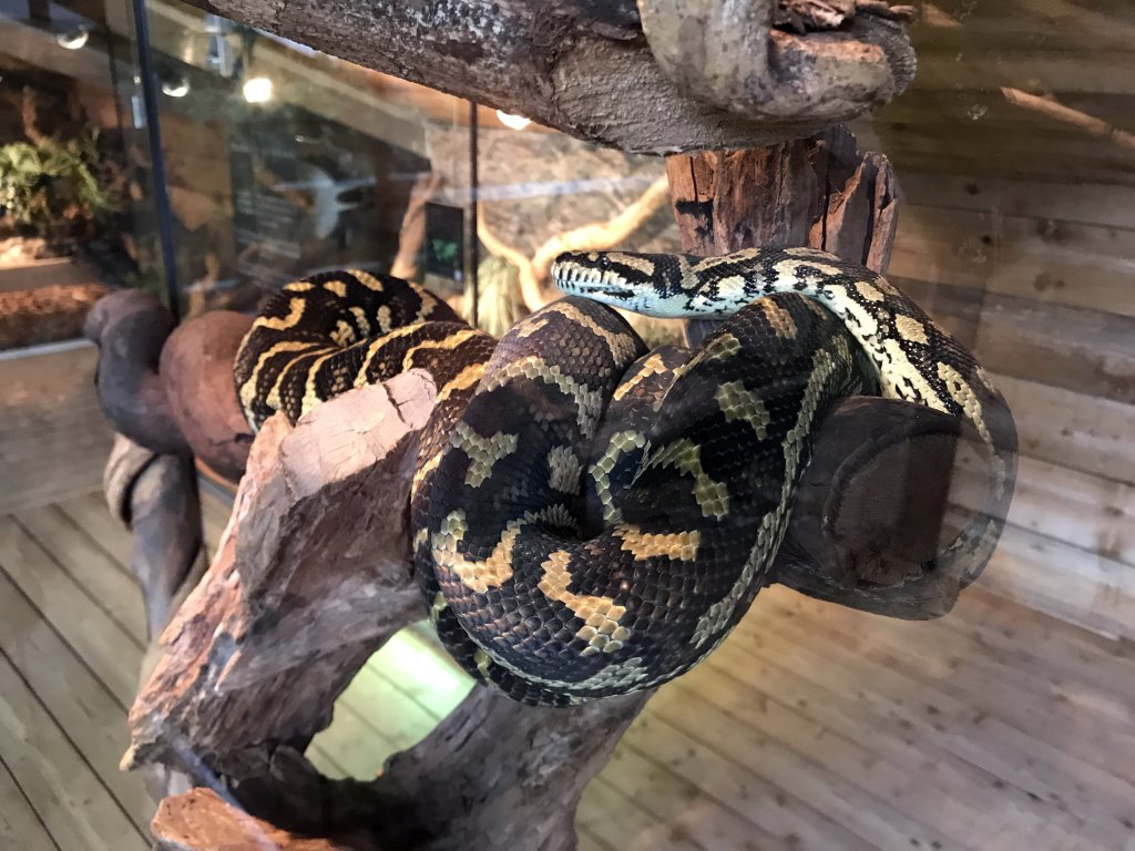 Carpet Python at the upper floor of the Reptielenhuis De Aarde zoo