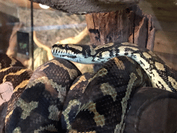 Carpet Python at the upper floor of the Reptielenhuis De Aarde zoo