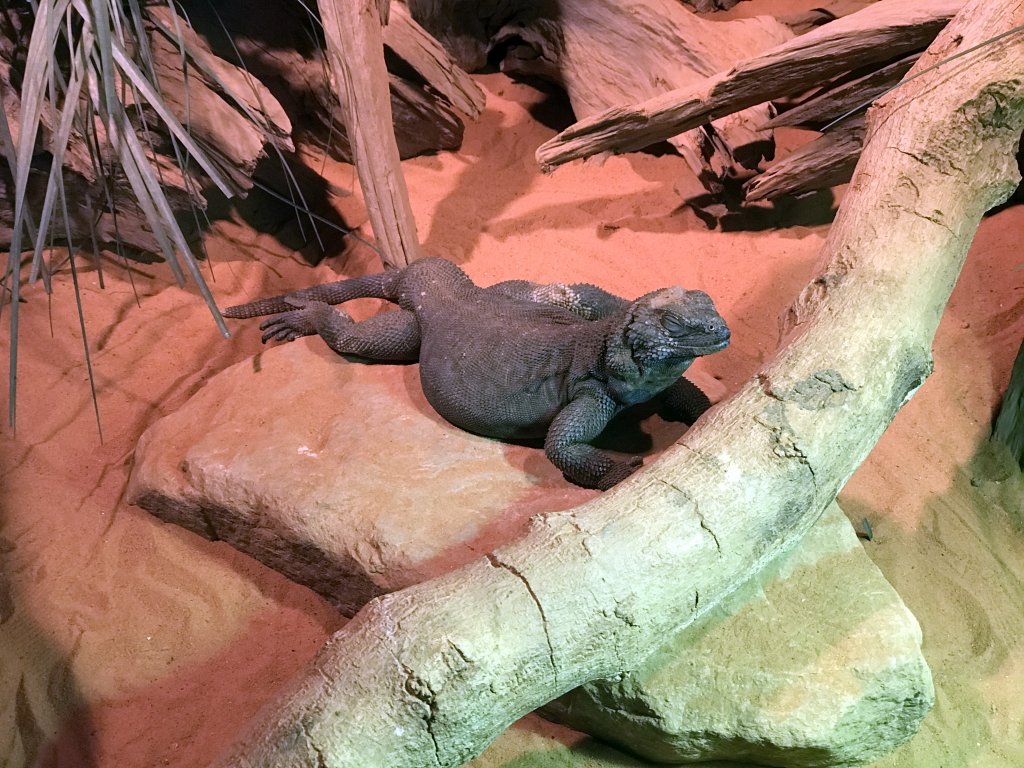 Chuckwalla at the upper floor of the Reptielenhuis De Aarde zoo