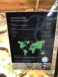 Explanation on the Chuckwalla at the upper floor of the Reptielenhuis De Aarde zoo