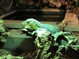 Asian Water Monitor at the upper floor of the Reptielenhuis De Aarde zoo