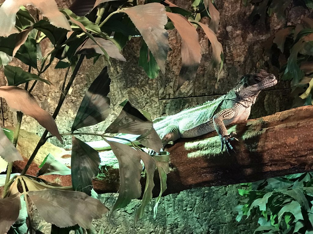 Amboina Sail-finned Lizard at the upper floor of the Reptielenhuis De Aarde zoo