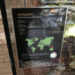 Explanation on the Amboina Sail-finned Lizard at the upper floor of the Reptielenhuis De Aarde zoo