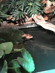 Cuvier`s Dwarf Caiman at the upper floor of the Reptielenhuis De Aarde zoo