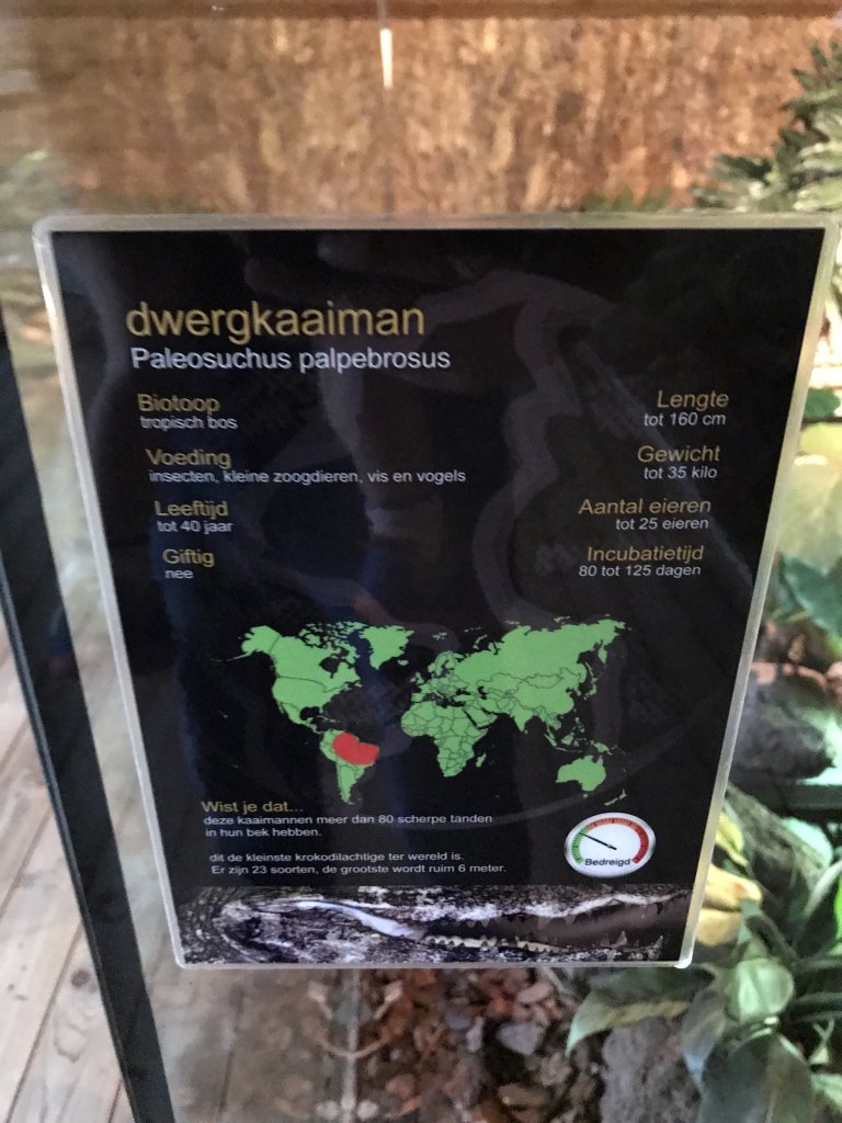 Explanation on the Cuvier`s Dwarf Caiman at the upper floor of the Reptielenhuis De Aarde zoo