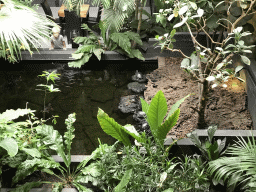 Red-eared Sliders at the lower floor of the Reptielenhuis De Aarde zoo, viewed from the upper floor