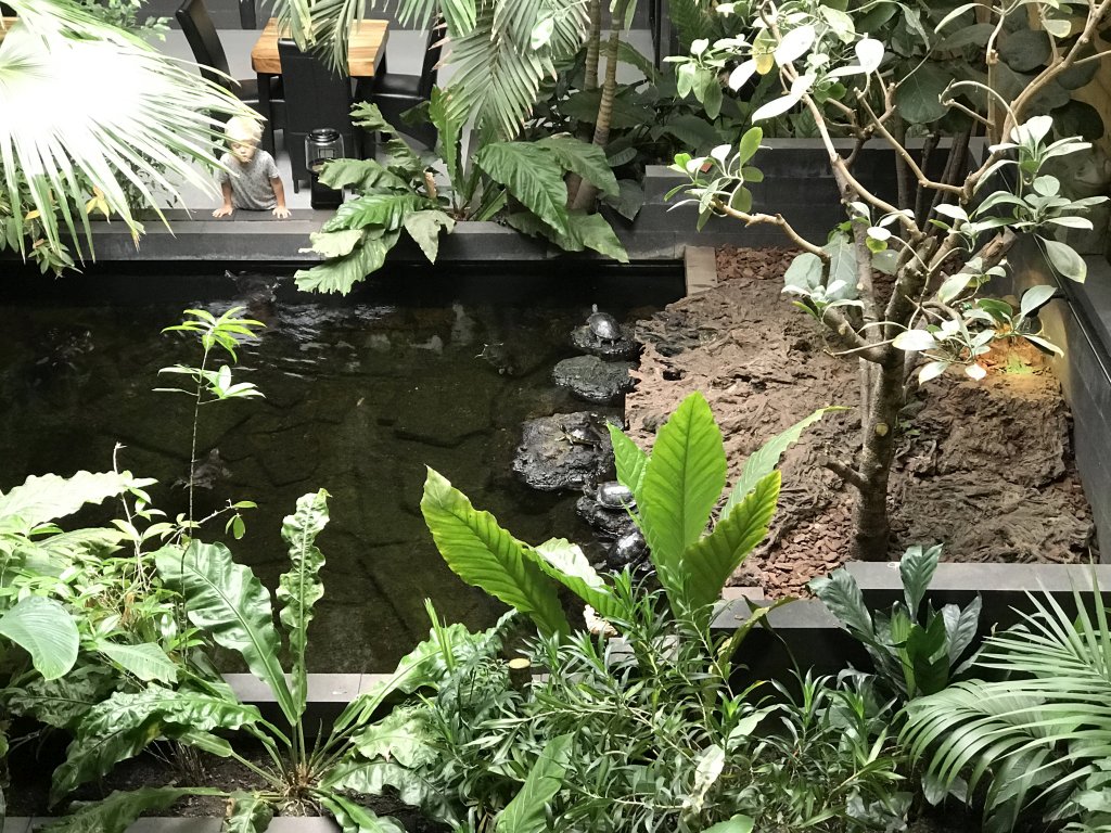 Red-eared Sliders at the lower floor of the Reptielenhuis De Aarde zoo, viewed from the upper floor