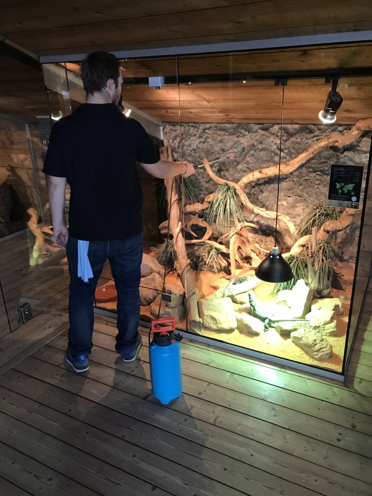 Zookeeper with the Chuckwalla at the upper floor of the Reptielenhuis De Aarde zoo