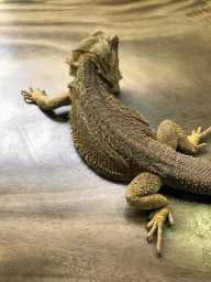 Bearded Dragon at the lower floor of the Reptielenhuis De Aarde zoo