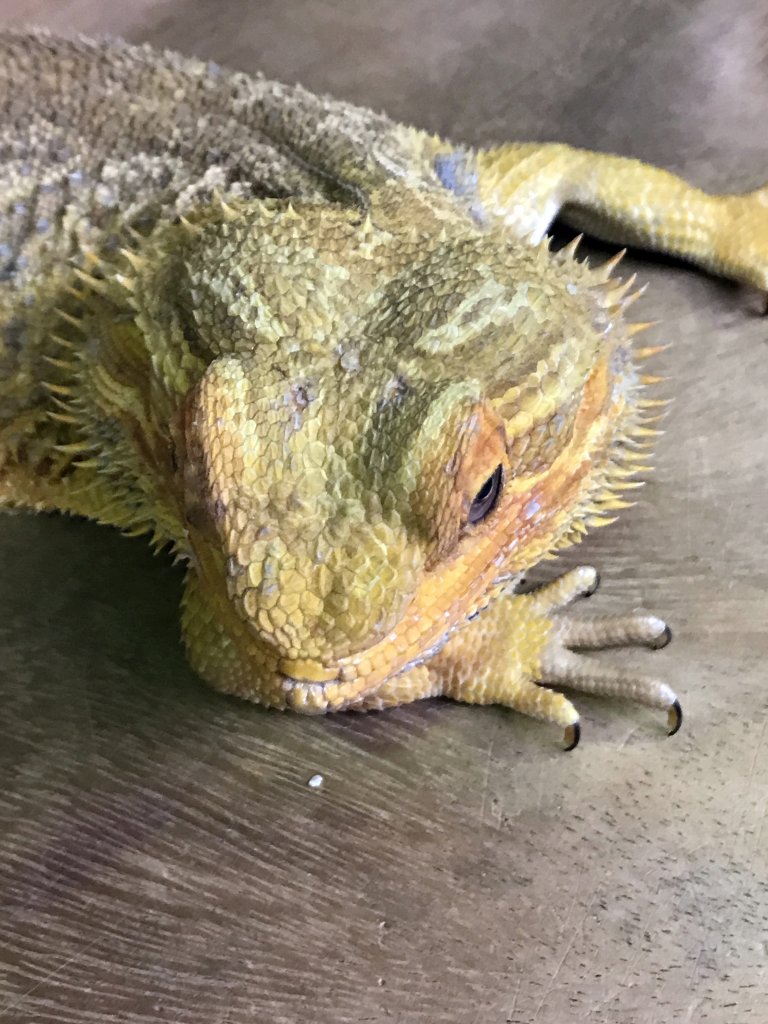 Bearded Dragon at the lower floor of the Reptielenhuis De Aarde zoo