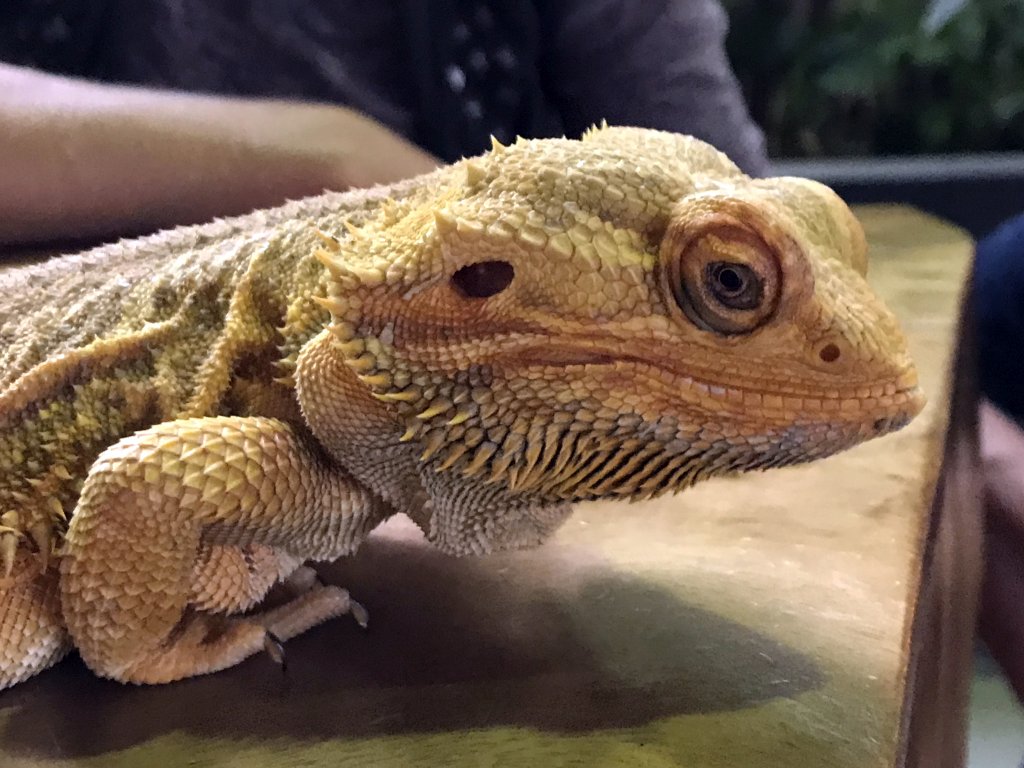 Bearded Dragon at the lower floor of the Reptielenhuis De Aarde zoo