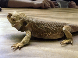 Bearded Dragon at the lower floor of the Reptielenhuis De Aarde zoo