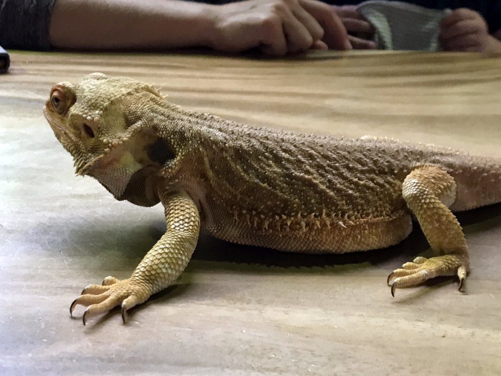 Bearded Dragon at the lower floor of the Reptielenhuis De Aarde zoo